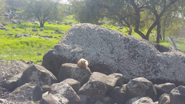 גן לאומי כורזים