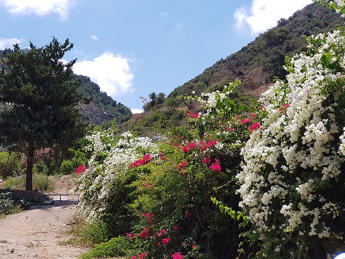 נחל שיח חיפה