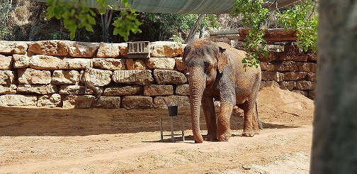 גן החיות התנכי ירושלים
