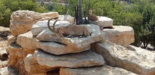 גן החיות התנכי ירושלים
