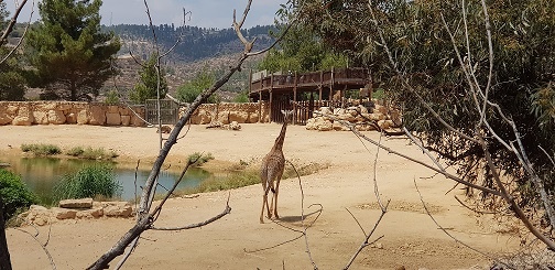 גן החיות התנכי ירושלים