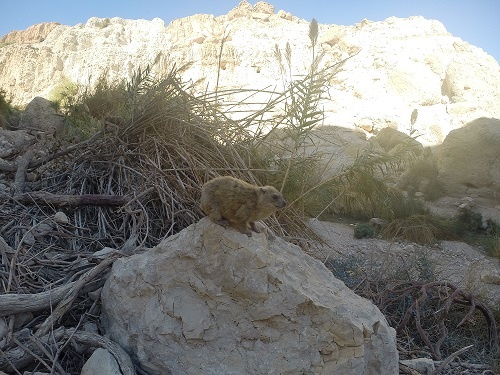נחל דוד בשמורת הטבע עין גדי