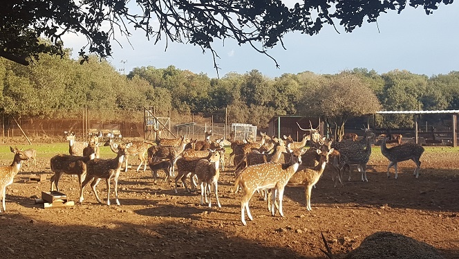 יער האיילים יער אודם