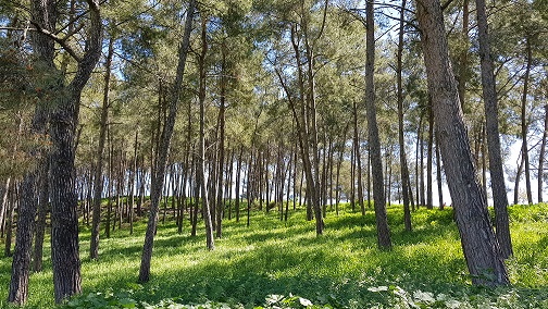 גבעת הרקפות רמות מנשה