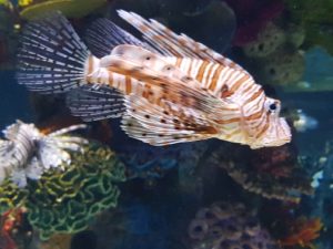 אקווריום ישראל