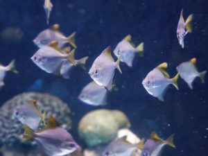 אקווריום ישראל