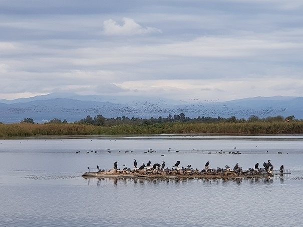 שמורת הטבע החולה