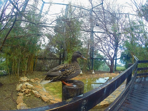 גן החיות גן האם חיפה