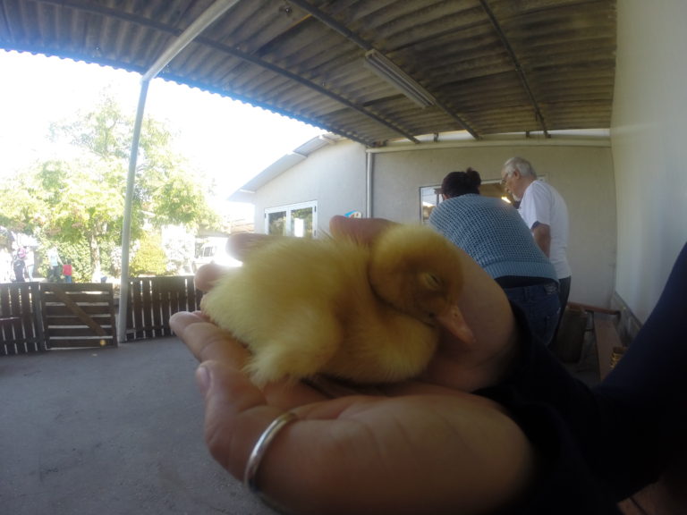 ברווזים בכפר – מרכז מבקרים לכל המשפחה