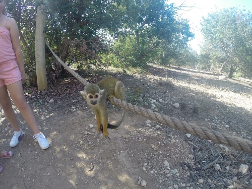 פארק הקופים
