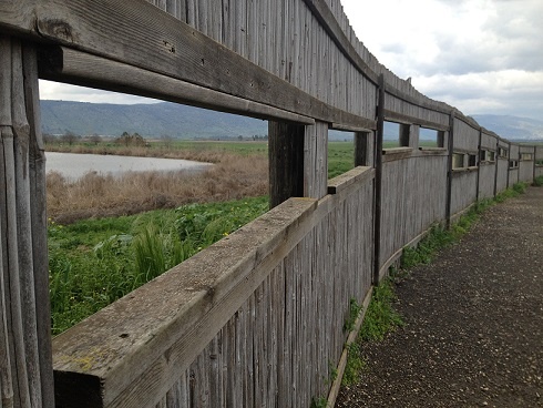 אגמון החולה