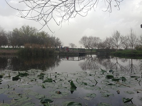 אגמון החולה