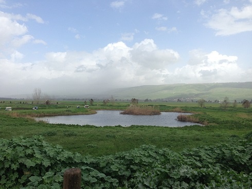 אגמון החולה