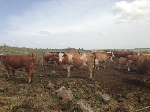 שמורת הטבע נחל זוויתן