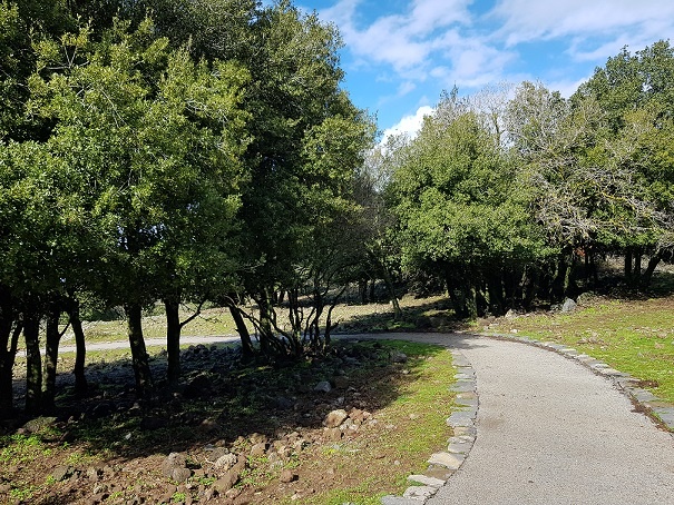 הג'ובה הגדולה שמורת טבע יער אודם