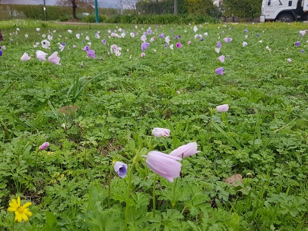 טיול פריחה קיבוץ דפנה