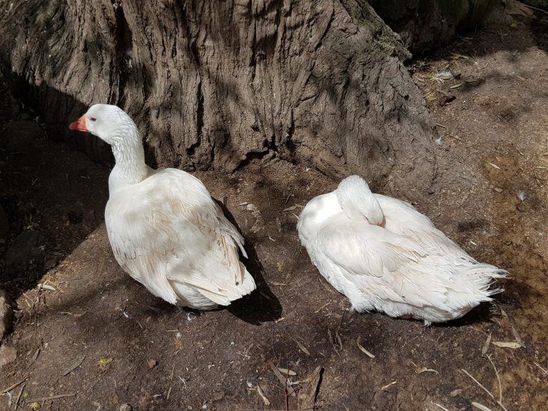 אגם חי יראון