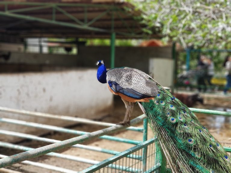 אגם חי יראון