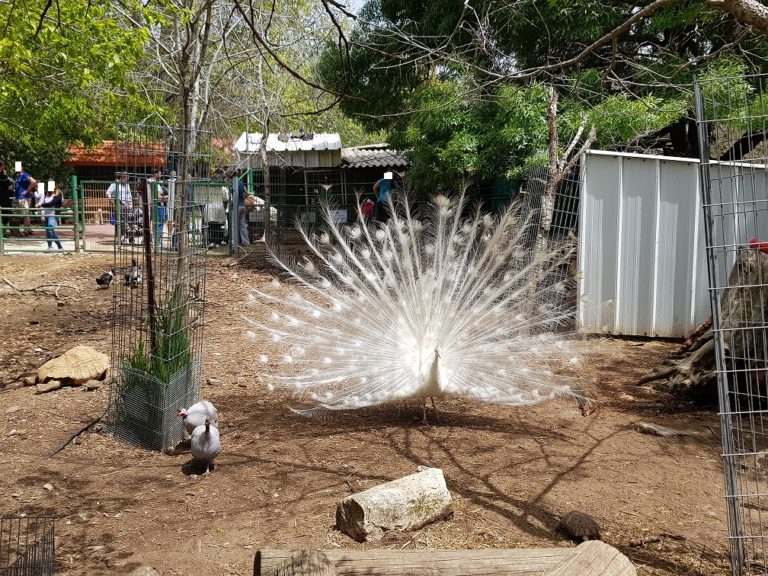 אגם חי יראון