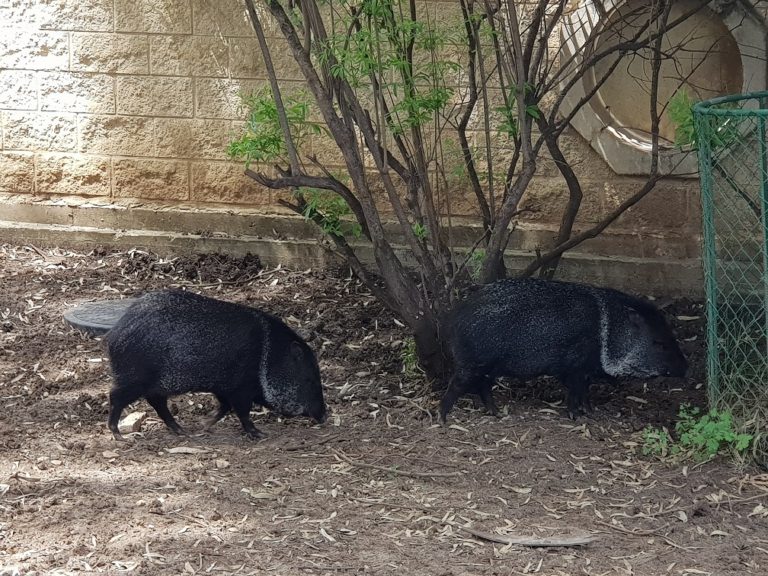 גן בוטני זואולוגי נהריה