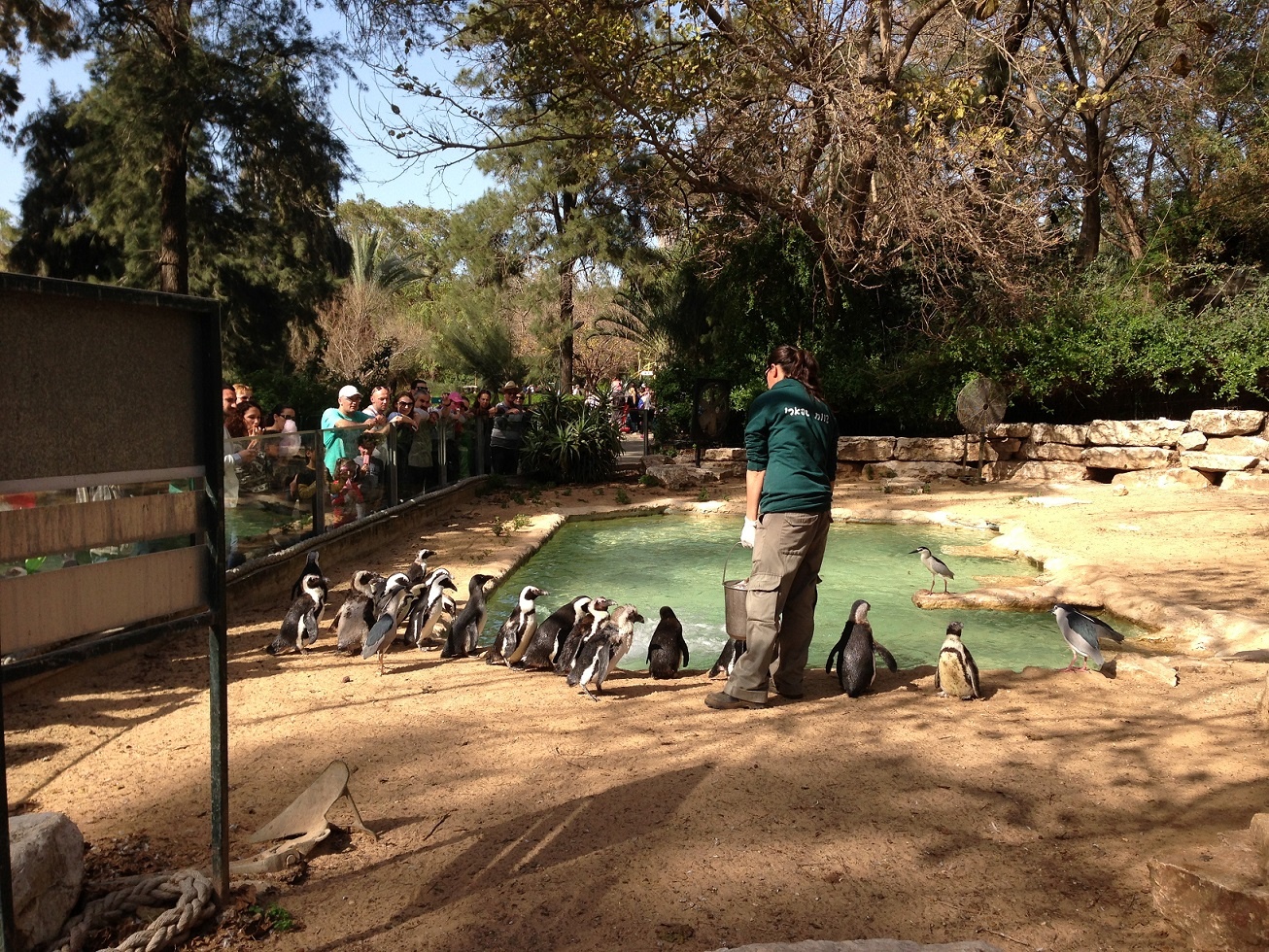 ספארי רמת גן גן חיות