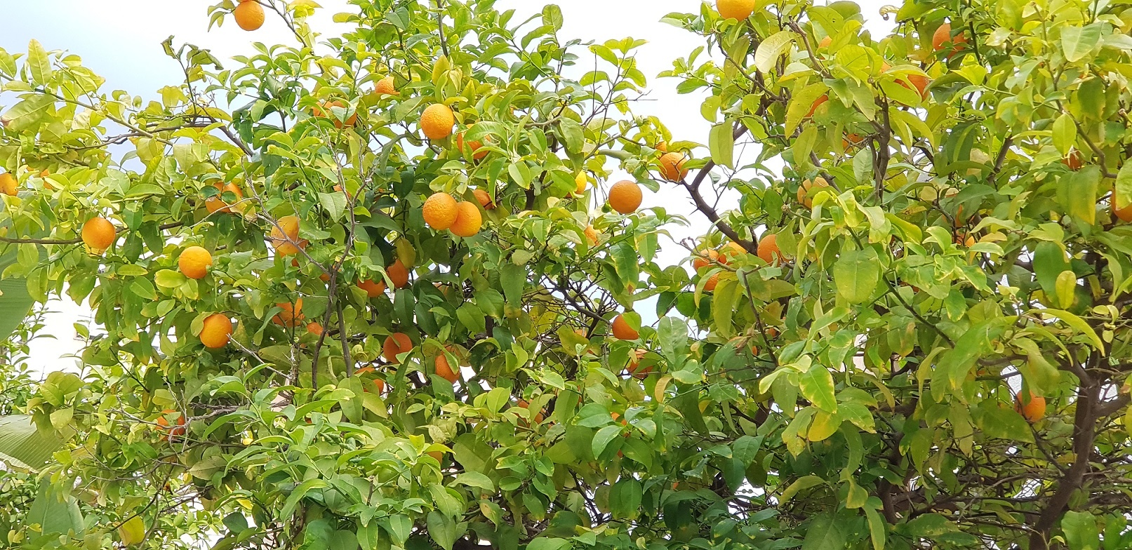 8 מקומות מומלצים לקטיף עצמי