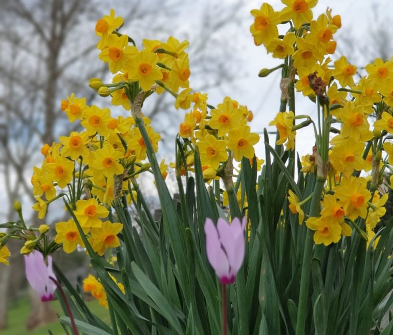 טיילת עמי - טיילת הירדן