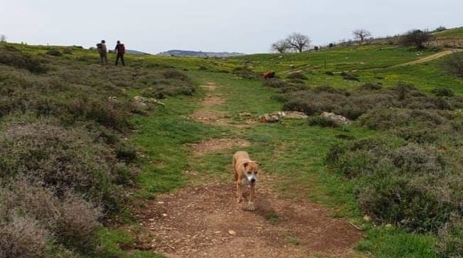 טיולים ומסלולים המתאימים עם כלבים - לטייל עם החבר הכי טוב