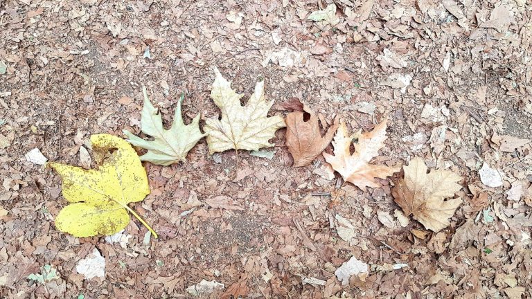 שמורת הטבע הבניאס נחל חרמון - מעיינות