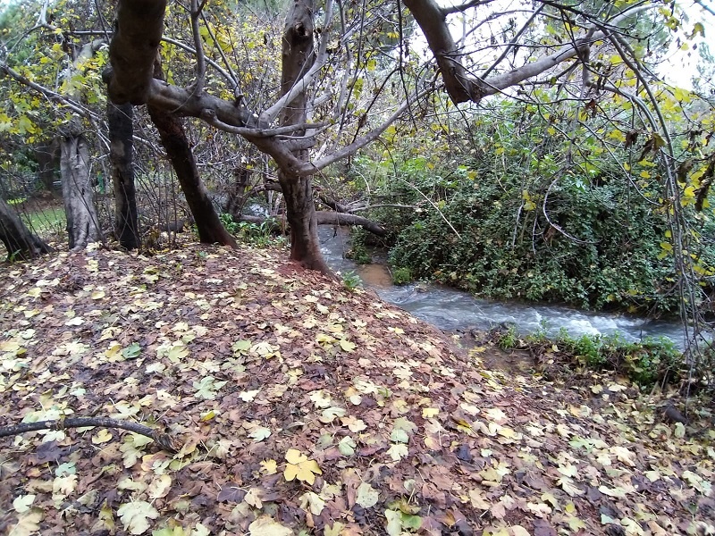 איפה מטיילים בסתיו – פריחת החצב, ציפורים נודדות והשלכת!