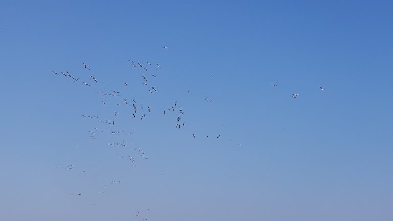 שמורת הטבע נחל תנינים