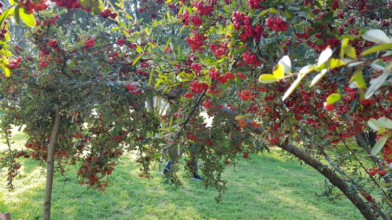 יער האילנות – גן בוטני יערני (ארבורטום) ומרכז מבקרים