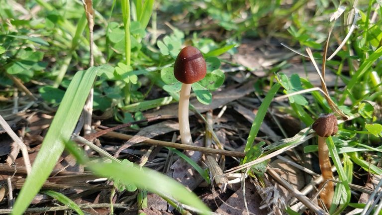 יער האילנות – גן בוטני יערני (ארבורטום) ומרכז מבקרים