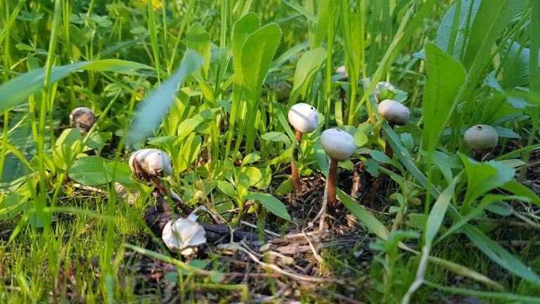 יער האילנות – גן בוטני יערני (ארבורטום) ומרכז מבקרים