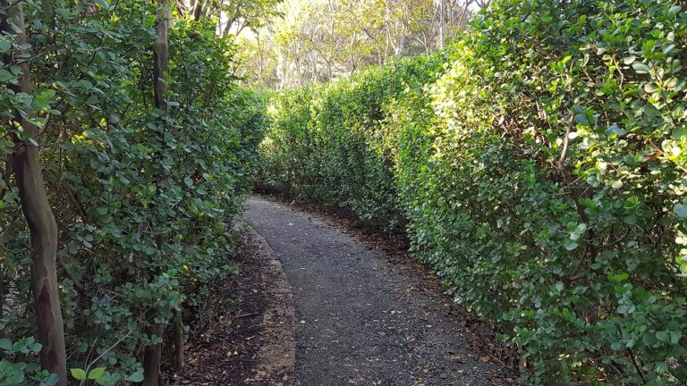 יער האילנות – גן בוטני יערני (ארבורטום) ומרכז מבקרים