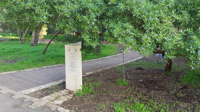 יער האילנות – גן בוטני יערני (ארבורטום) ומרכז מבקרים