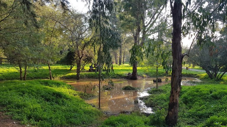 יער האילנות – גן בוטני יערני (ארבורטום) ומרכז מבקרים