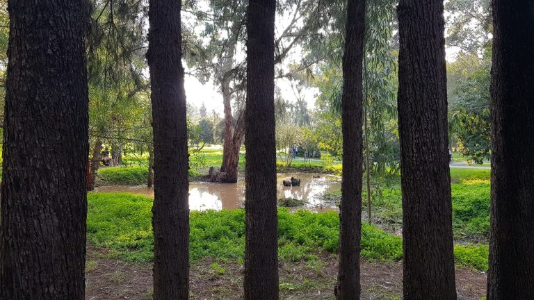 יער האילנות – גן בוטני יערני (ארבורטום) ומרכז מבקרים