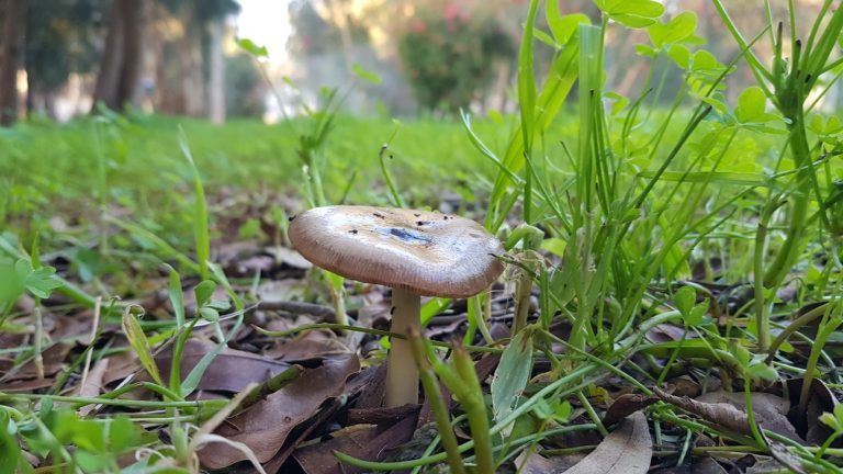 יער האילנות – גן בוטני יערני (ארבורטום) ומרכז מבקרים