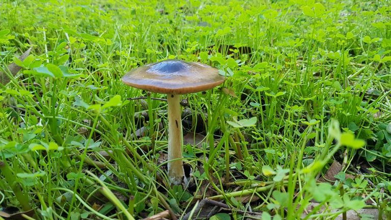 יער האילנות – גן בוטני יערני (ארבורטום) ומרכז מבקרים