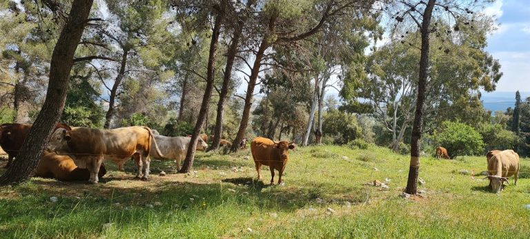 דרך נוף יער בית קשת מסלולים ותצפיות – נוף התבור