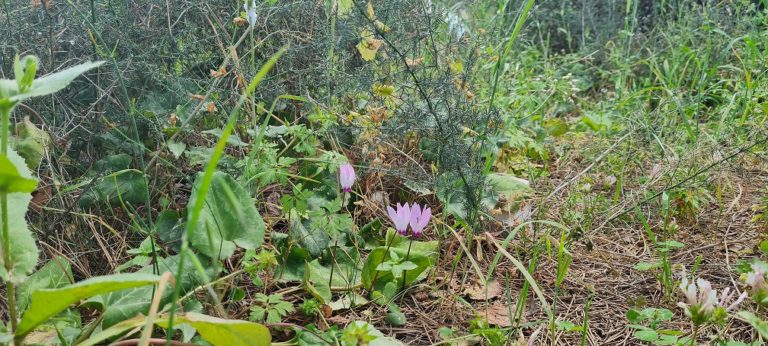 דרך נוף יער בית קשת מסלולים ותצפיות – נוף התבור