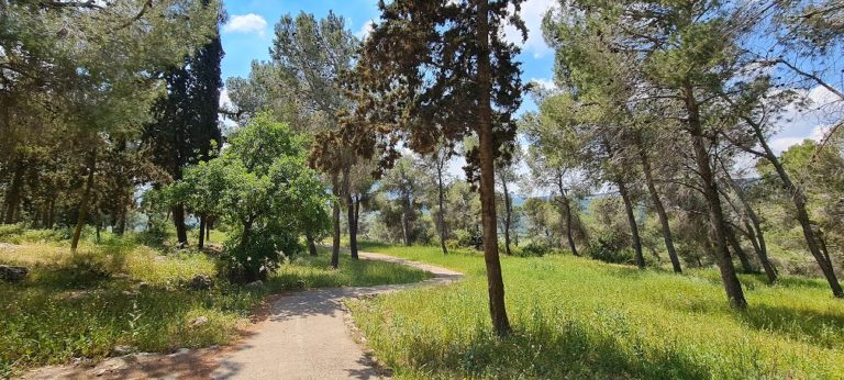 דרך נוף יער בית קשת מסלולים ותצפיות – נוף התבור