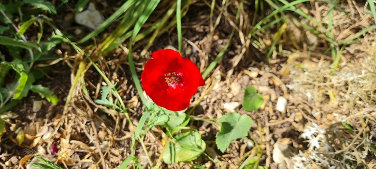 נחל שיח בוסתן כיאט חיפה