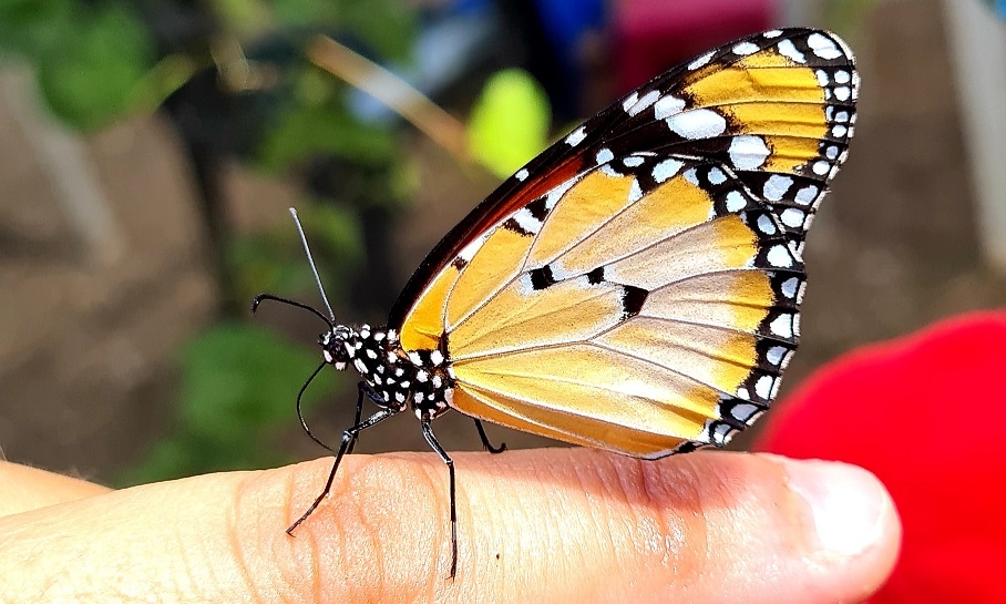 משתלת הפרפרים בחוף הכרמל – אטרקציה לכל המשפחה