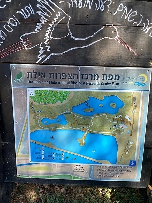 פארק הצפרות ובריכות הפלמנגו באילת