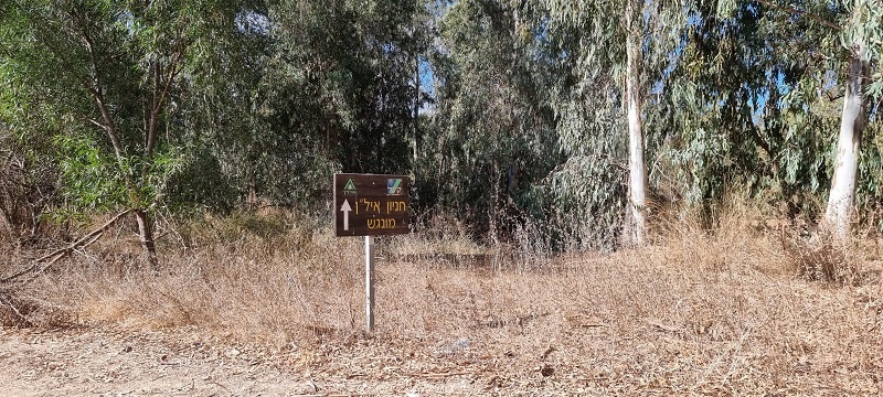 יער האילנות חניון איל"ן וחניון מתן גוטליב