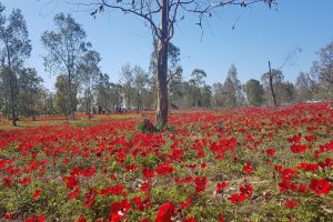 דרום אדום יער שוקדה