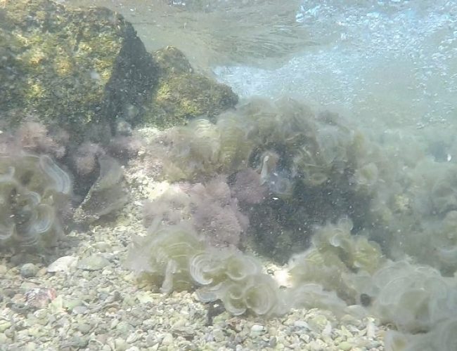 שמורת הטבע וגן לאומי חוף שקמונה והג'קוזי של חיפה