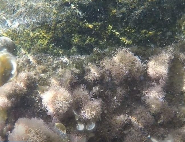 שמורת הטבע וגן לאומי חוף שקמונה והג'קוזי של חיפה